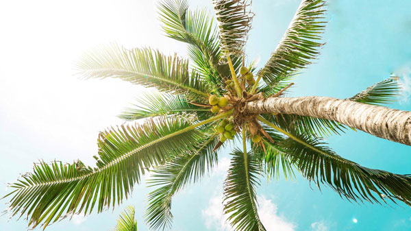 kokosová palma