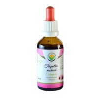 Salvia Paradise – Echinacea (Echinacea purpurová) tinktúra bez alkoholu, 50 ml