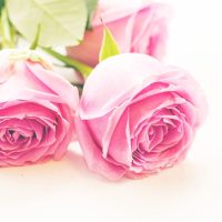 Rose of Bulgaria Glycerínové mydlo Ružový kvet štvorec Biofresh 70 g